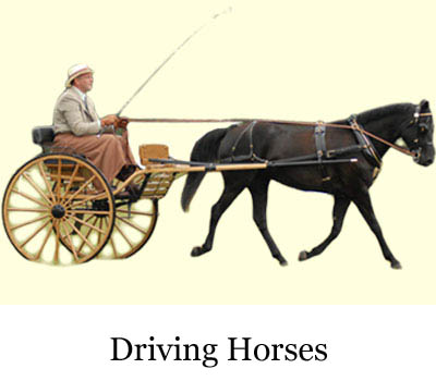 Driving Horses